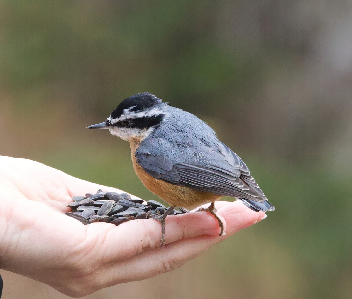 Red-breasted Nuthatch - ML645118945