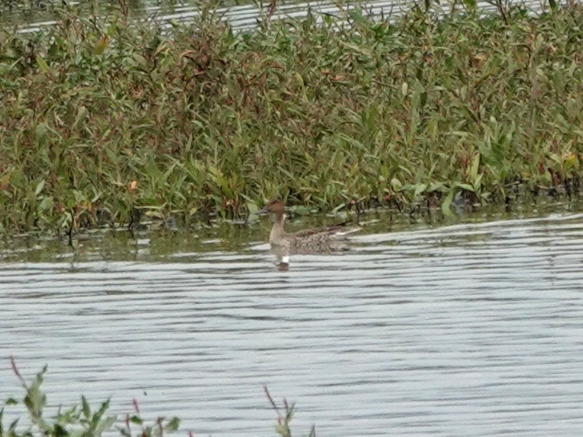 Northern Pintail - ML645118946