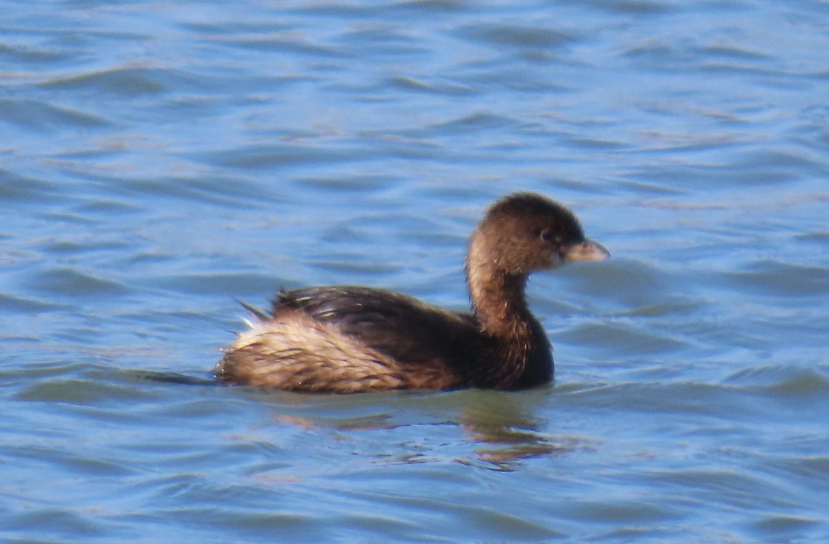 Pied-billed Grebe - ML645118948