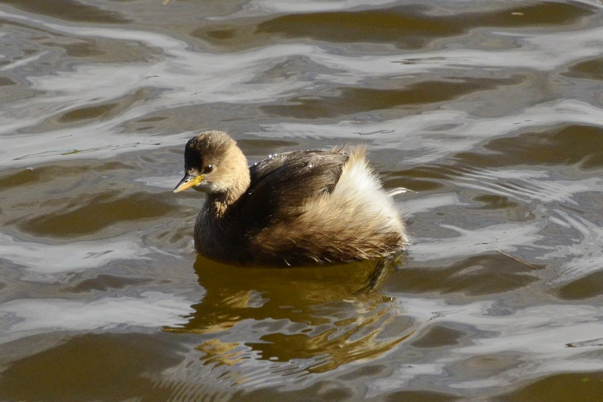 Little Grebe - ML645118949