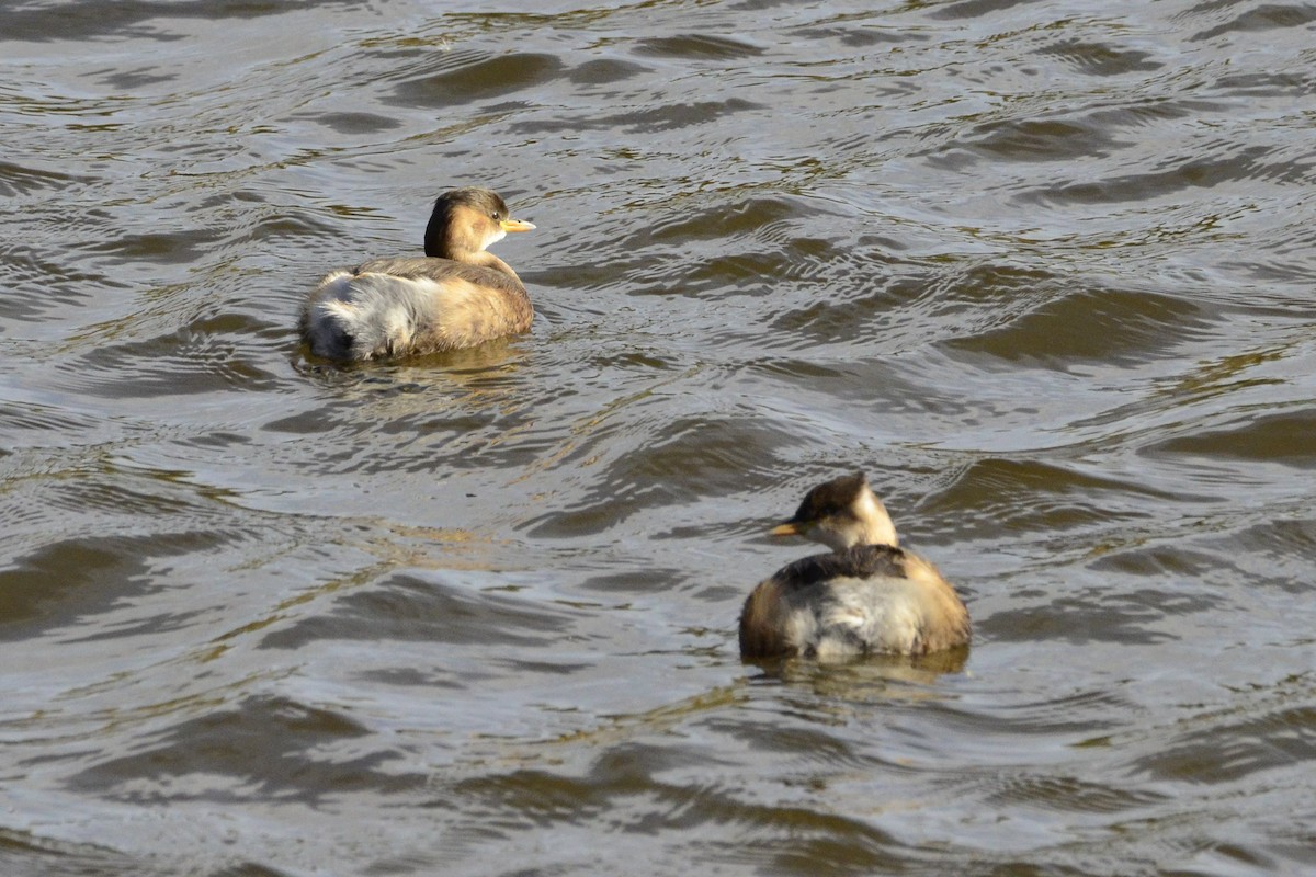 Little Grebe - ML645118950