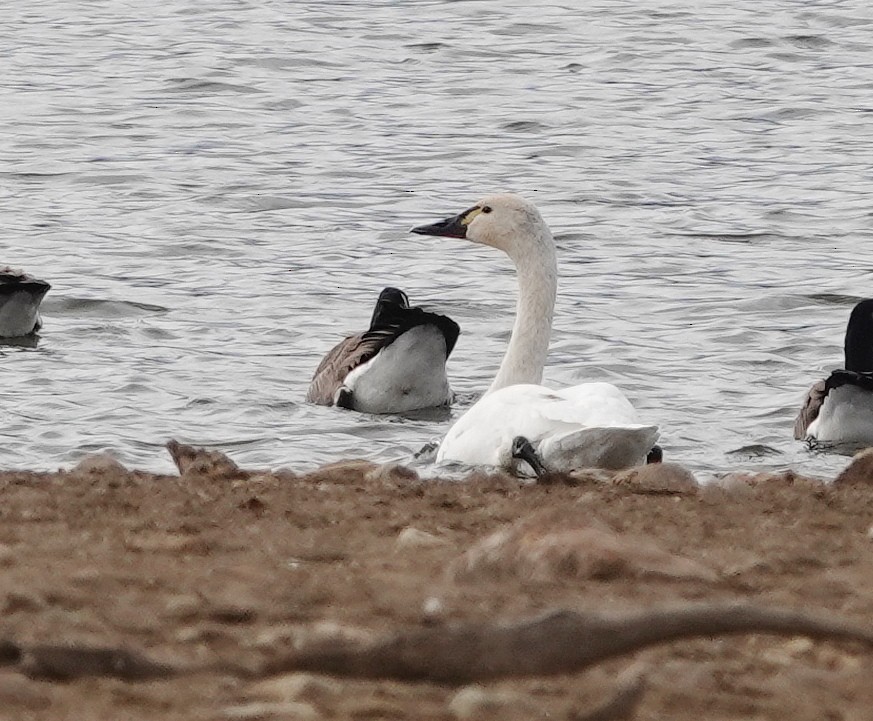 Гунгар хун - ML645118951