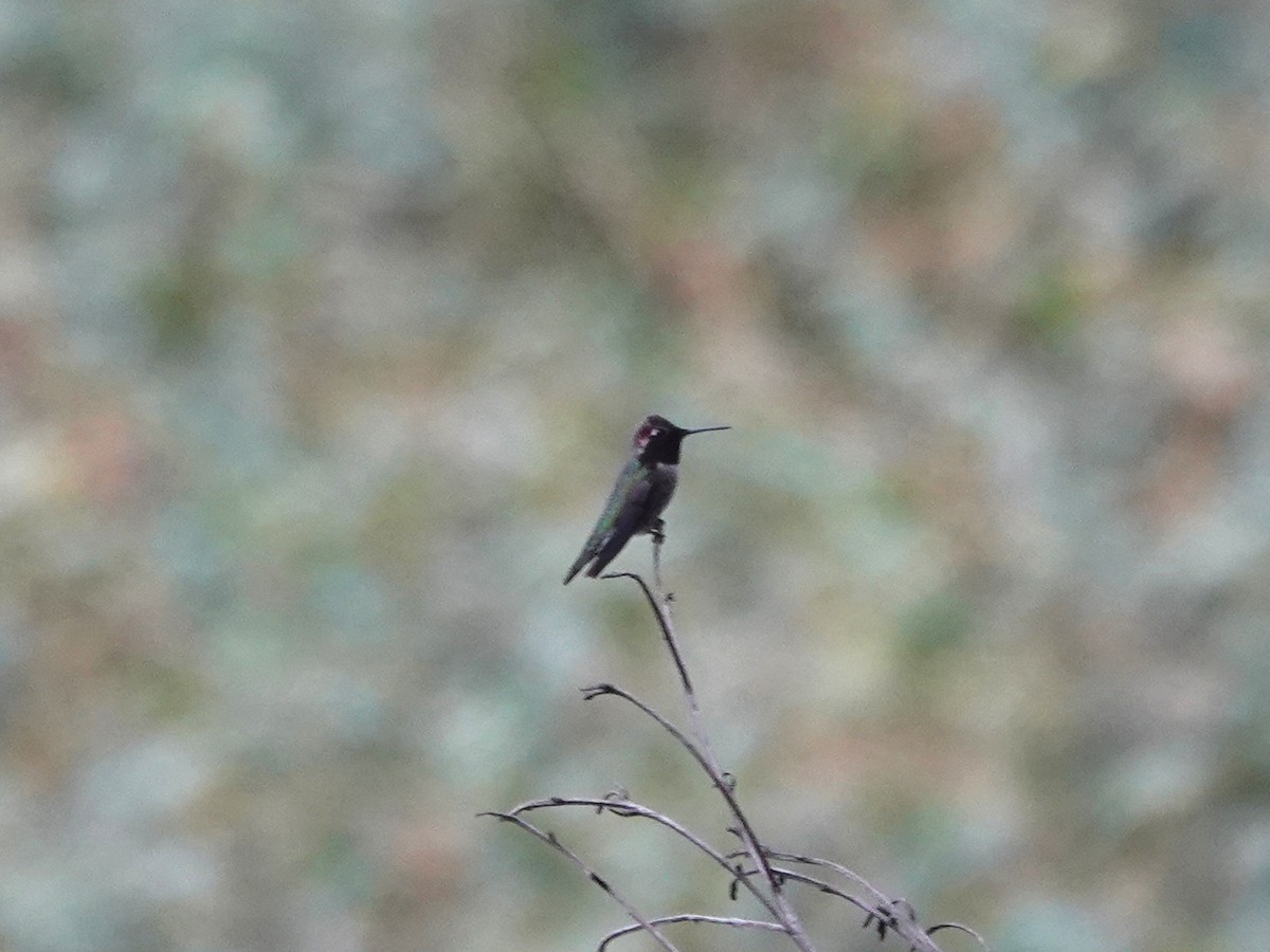 Anna's Hummingbird - ML645118952