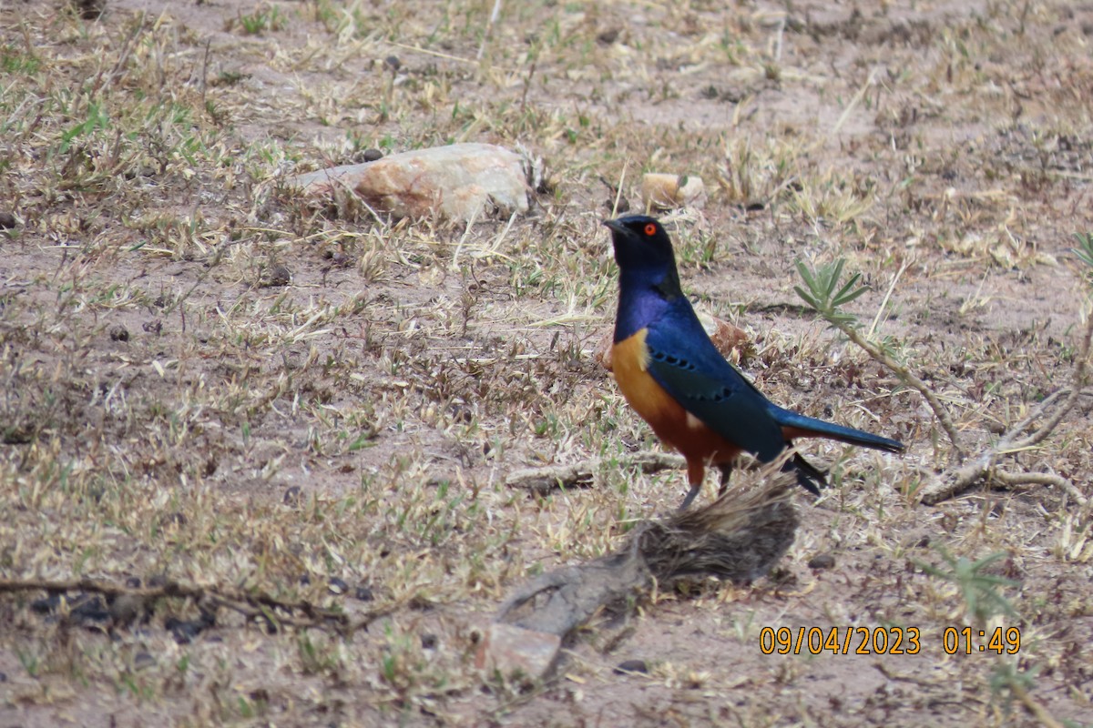 Hildebrandt's Starling - ML645118953
