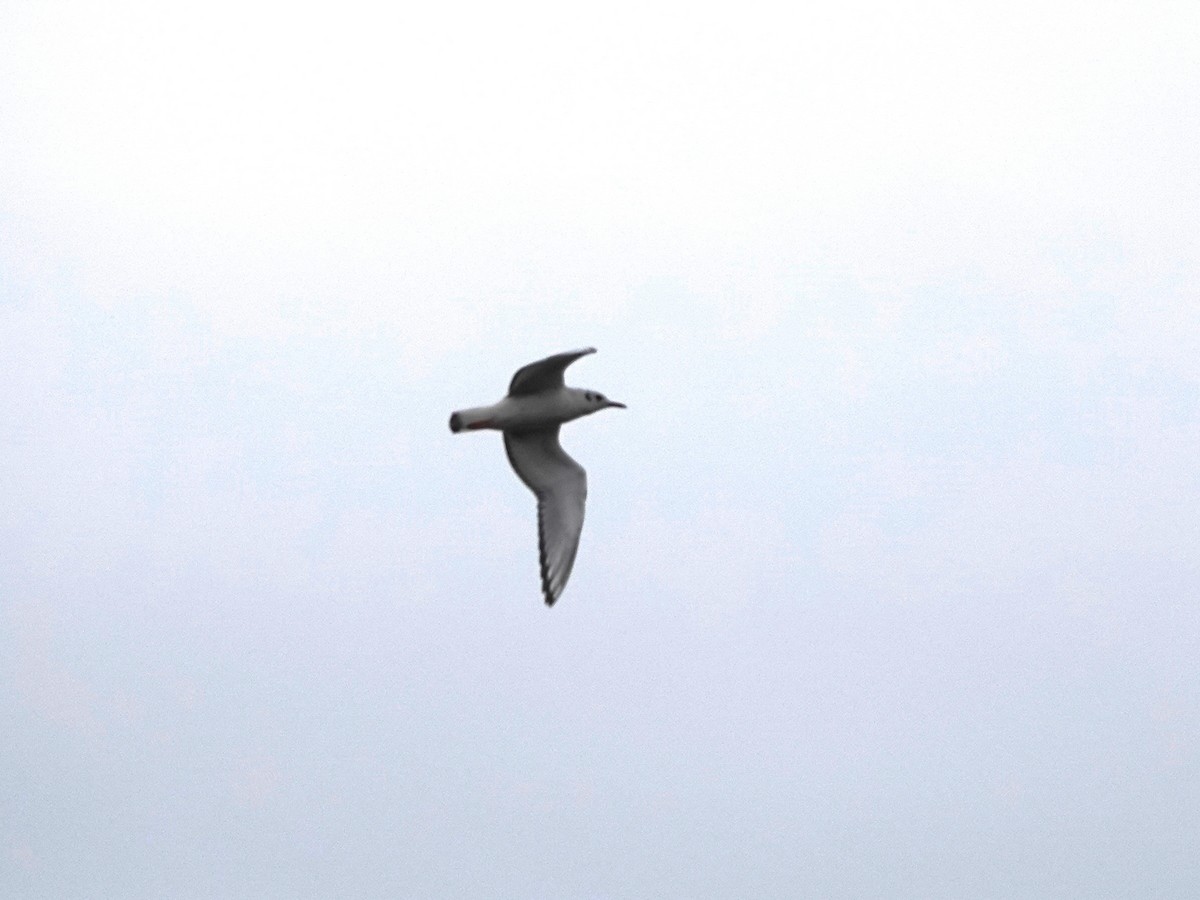 Bonaparte's Gull - ML645118954