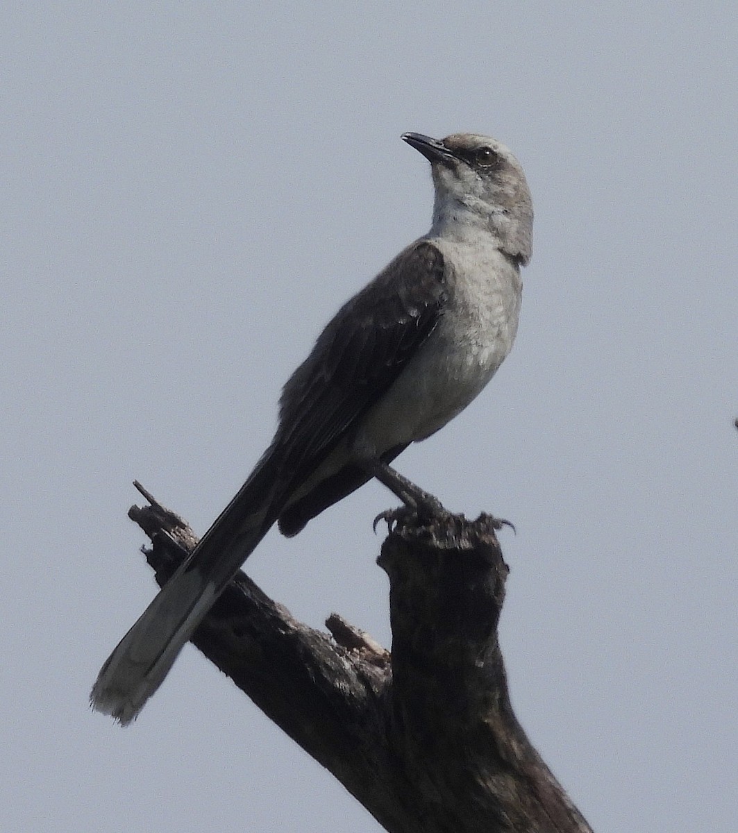 Tropical Mockingbird - ML645118955
