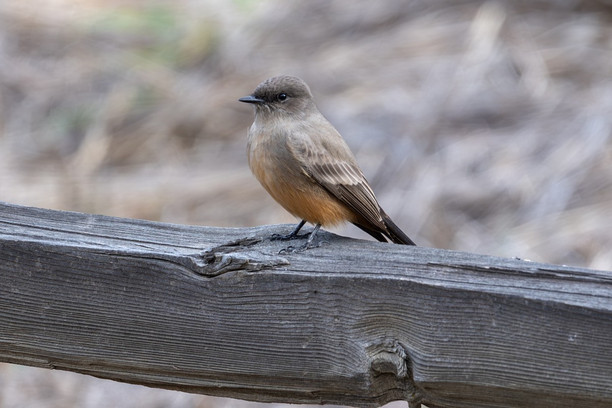 Say's Phoebe - ML645118957