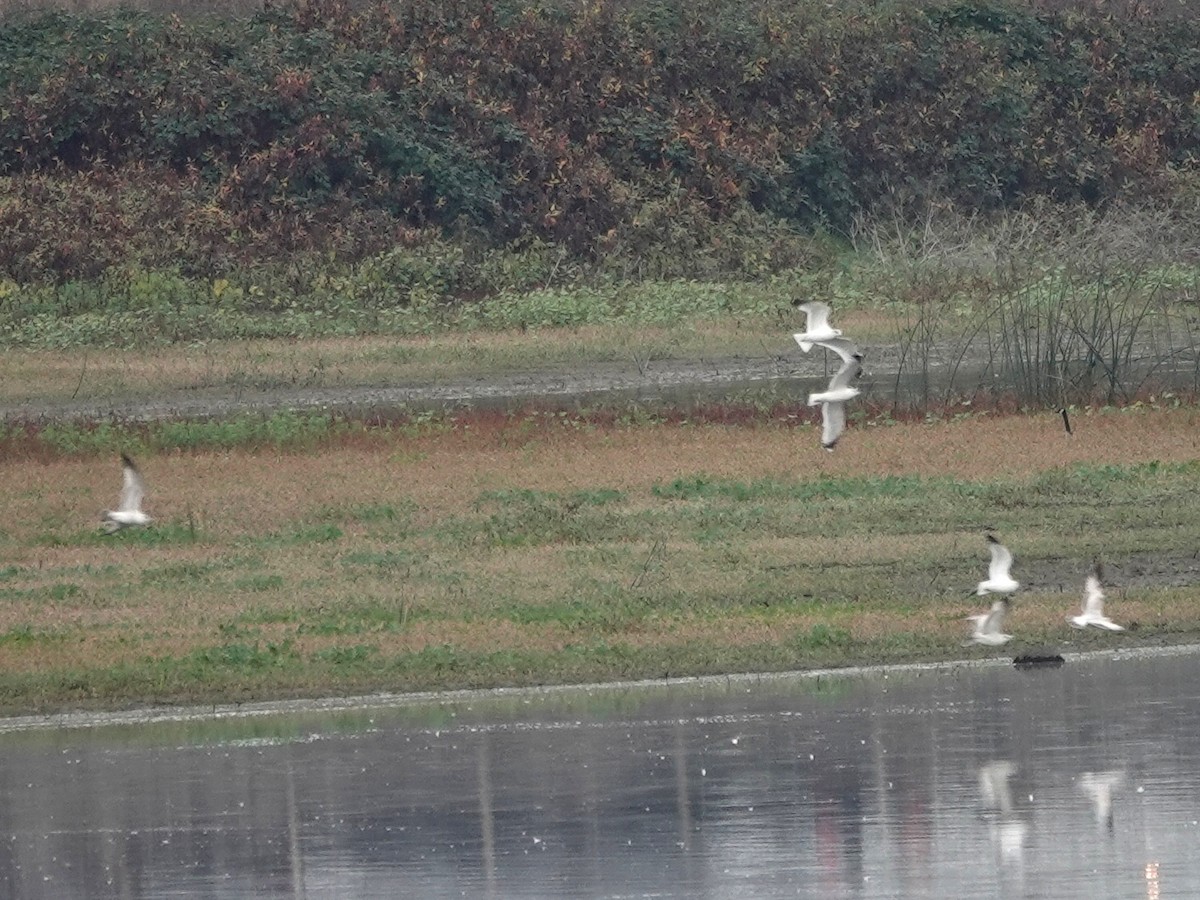 Ring-billed Gull - ML645118958