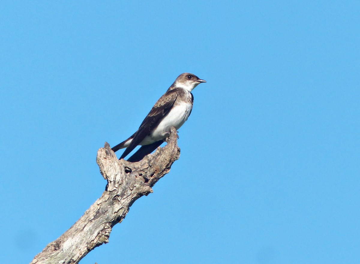 Brown-chested Martin - ML645118959