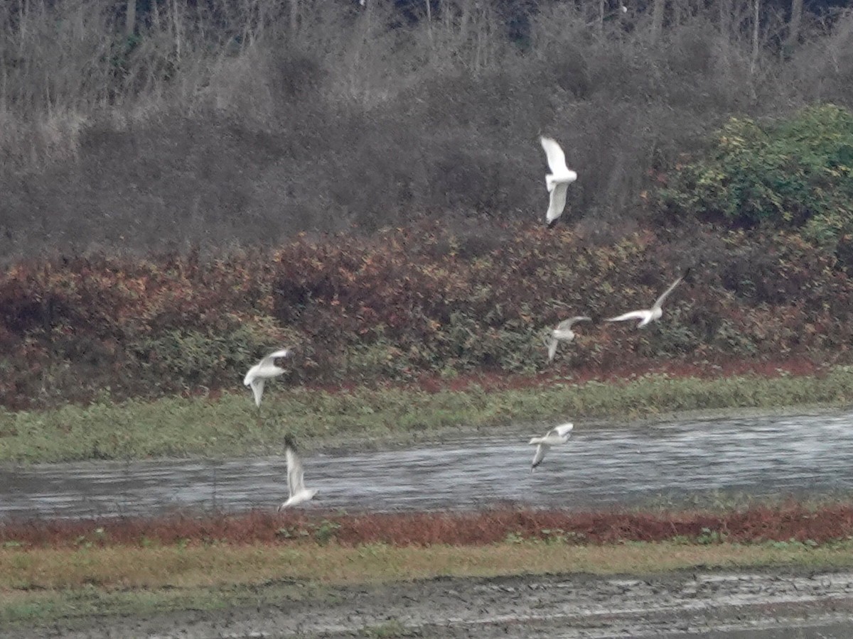 Ring-billed Gull - ML645118960
