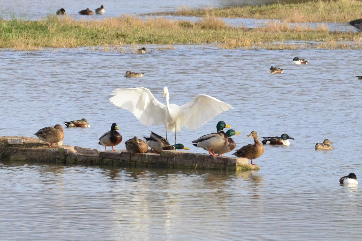 Great Egret - ML645118961