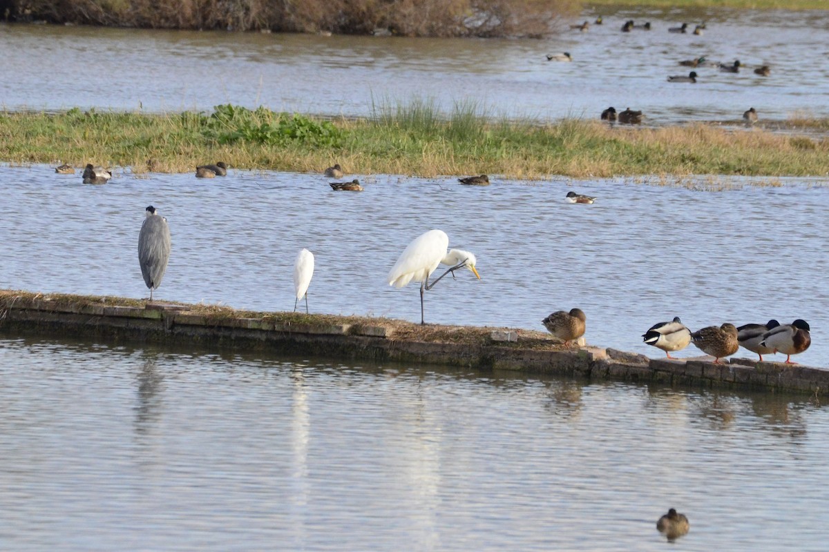 Great Egret - ML645118963