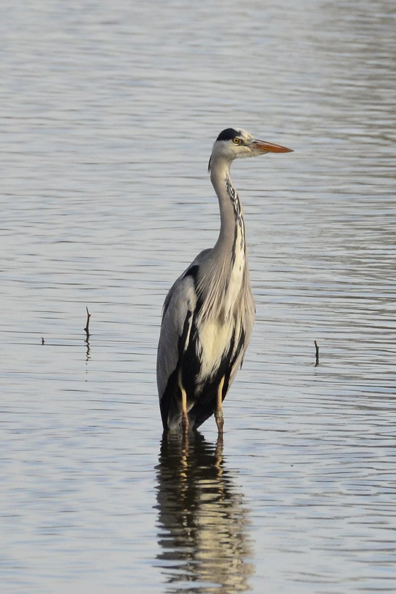 Gray Heron - ML645118981