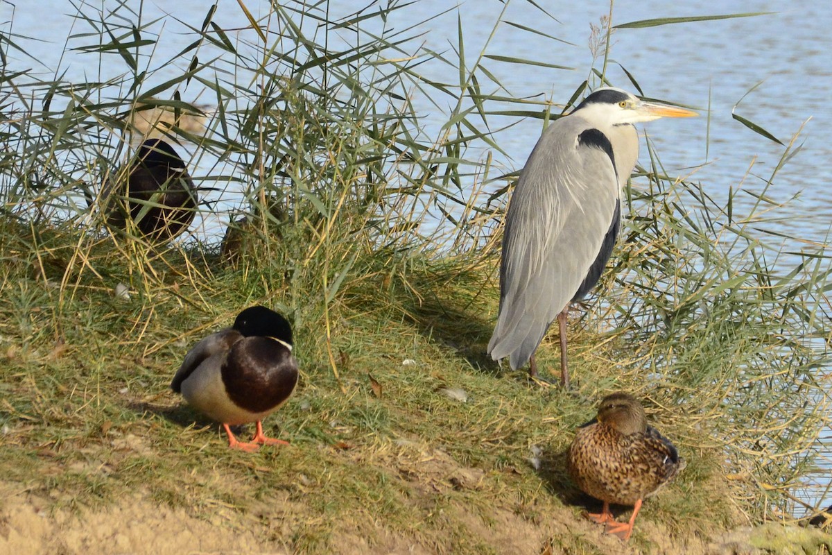 Gray Heron - ML645118982