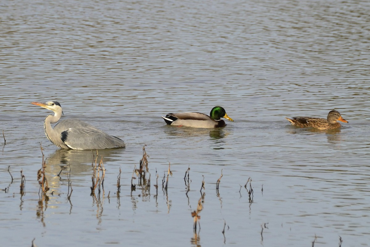 Gray Heron - ML645118983