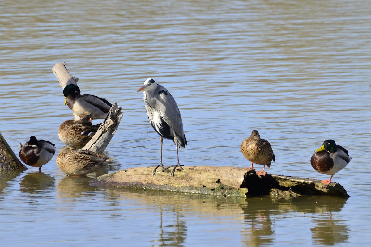 Gray Heron - ML645118984