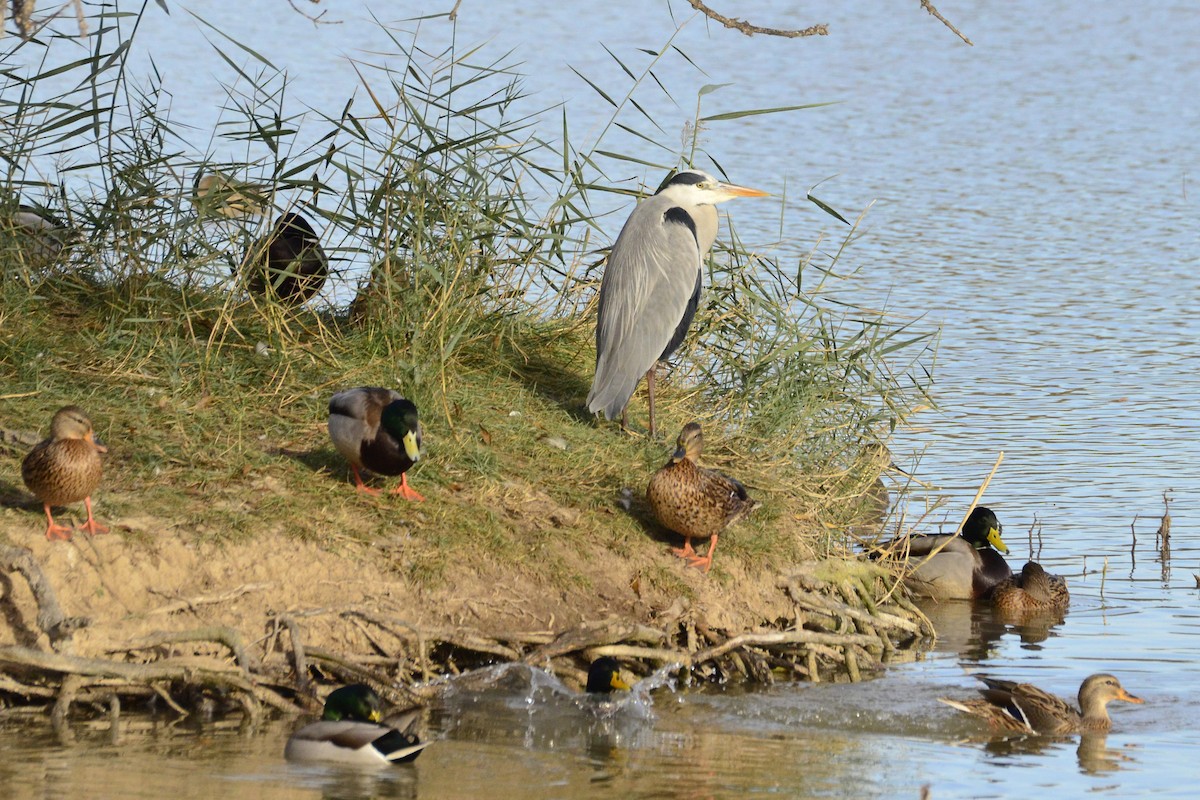 Gray Heron - ML645118985