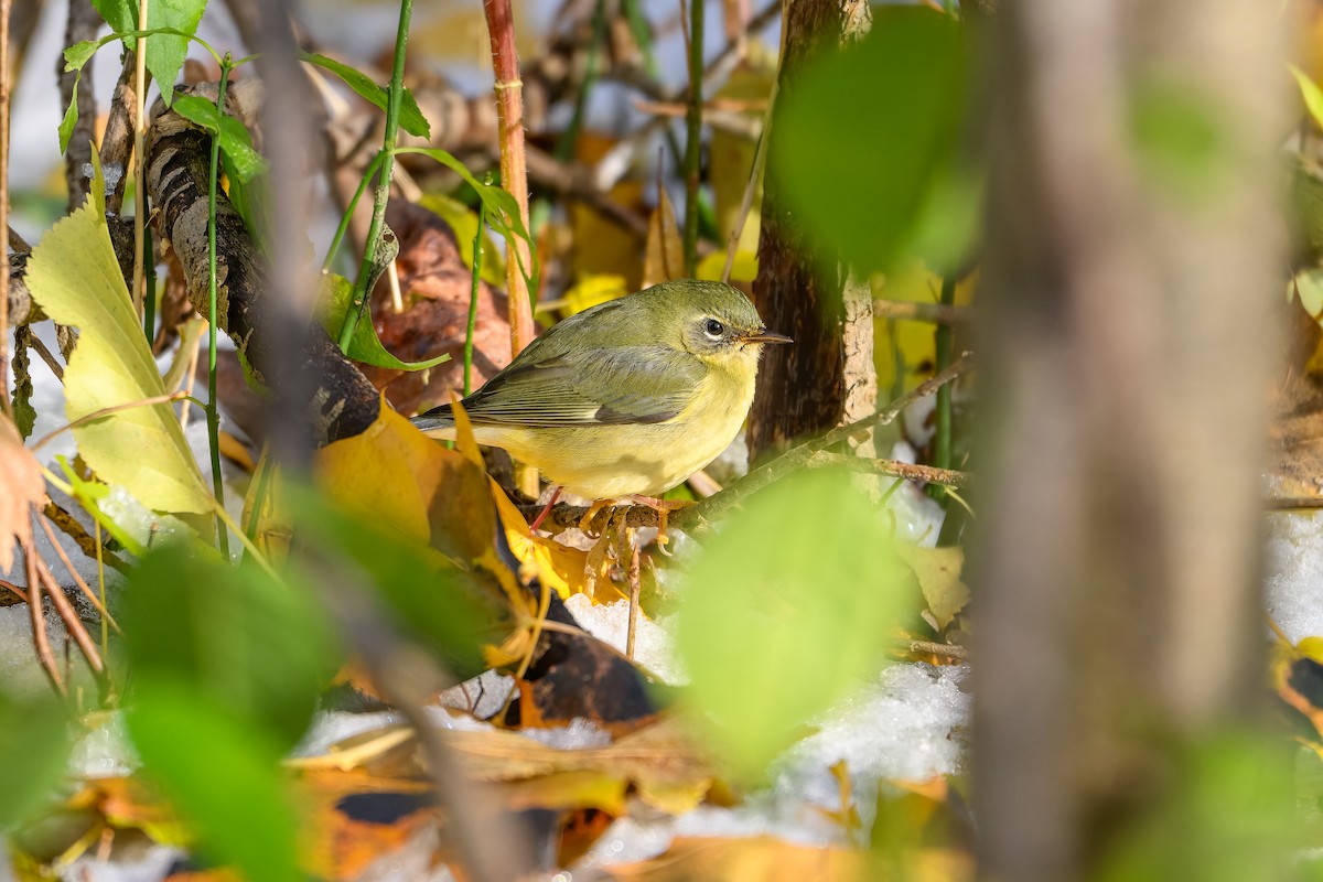 Black-throated Blue Warbler - ML645118992