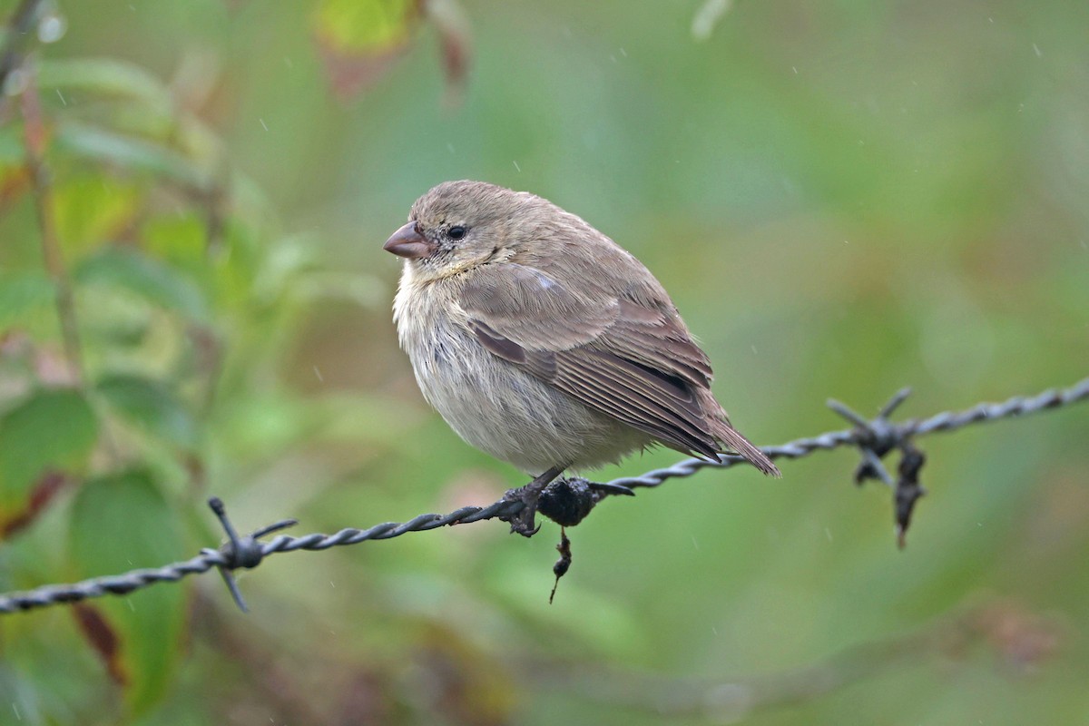 Small Tree-Finch - ML645119012