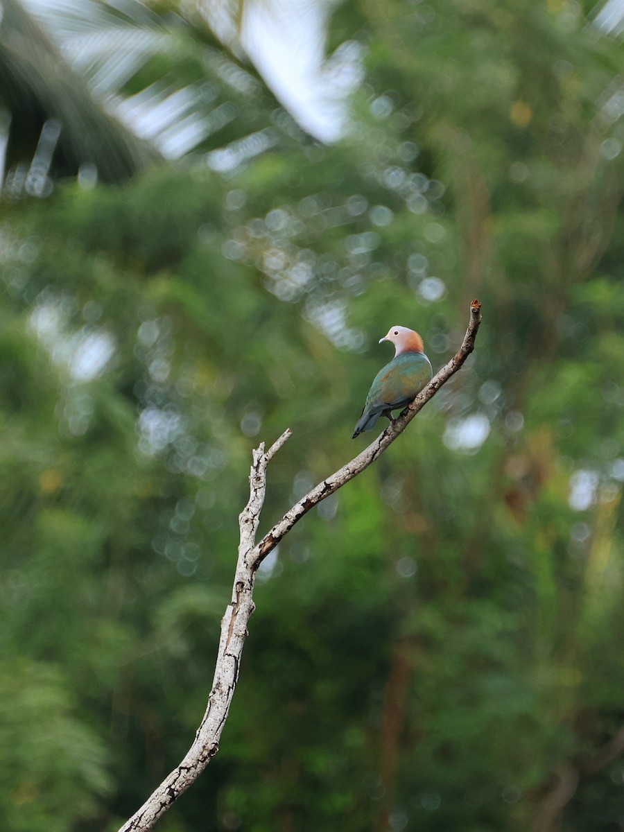 Green Imperial-Pigeon - ML645119022