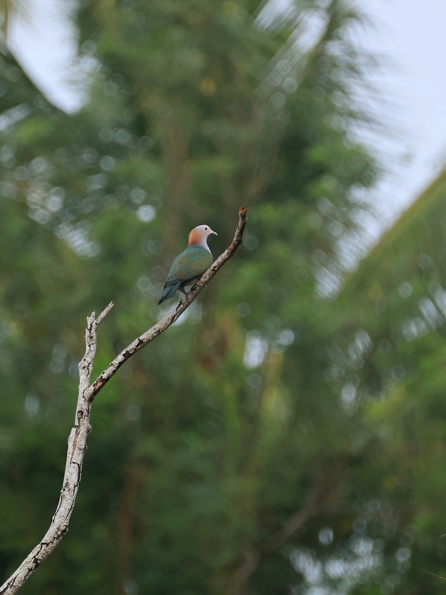 Green Imperial-Pigeon - ML645119023