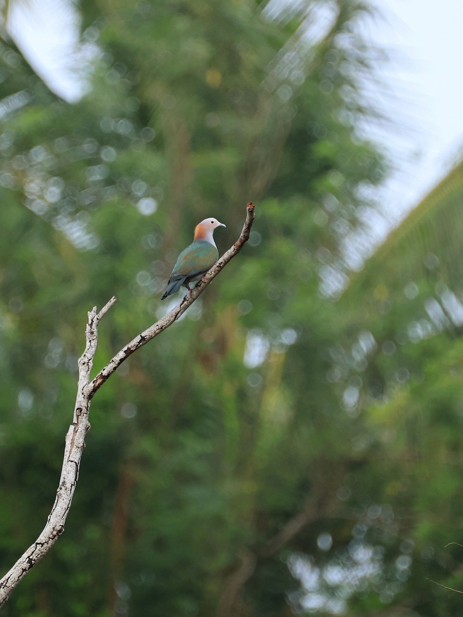 Green Imperial-Pigeon - ML645119024