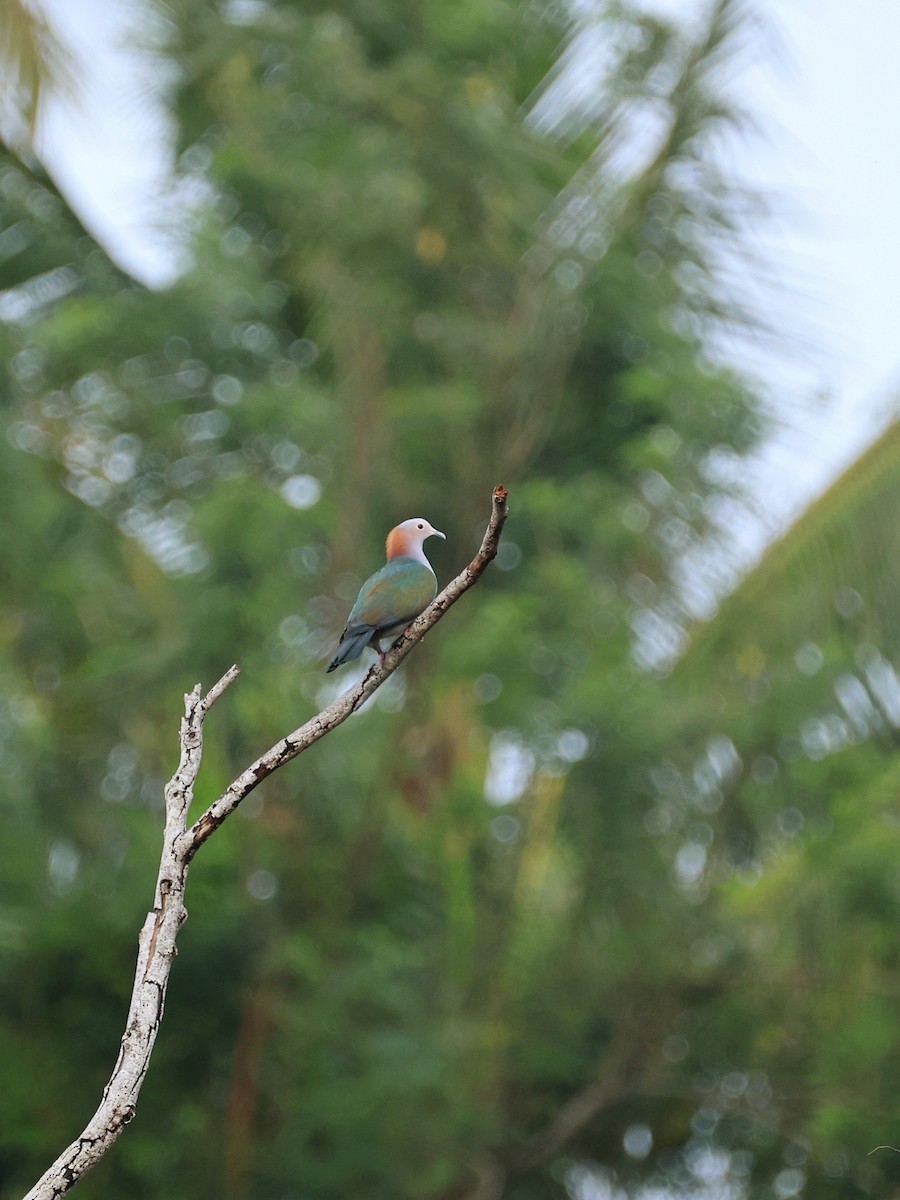 Green Imperial-Pigeon - ML645119025