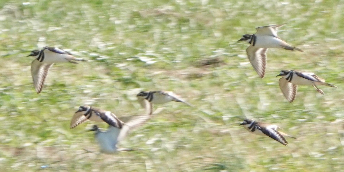 Killdeer - ML645119031