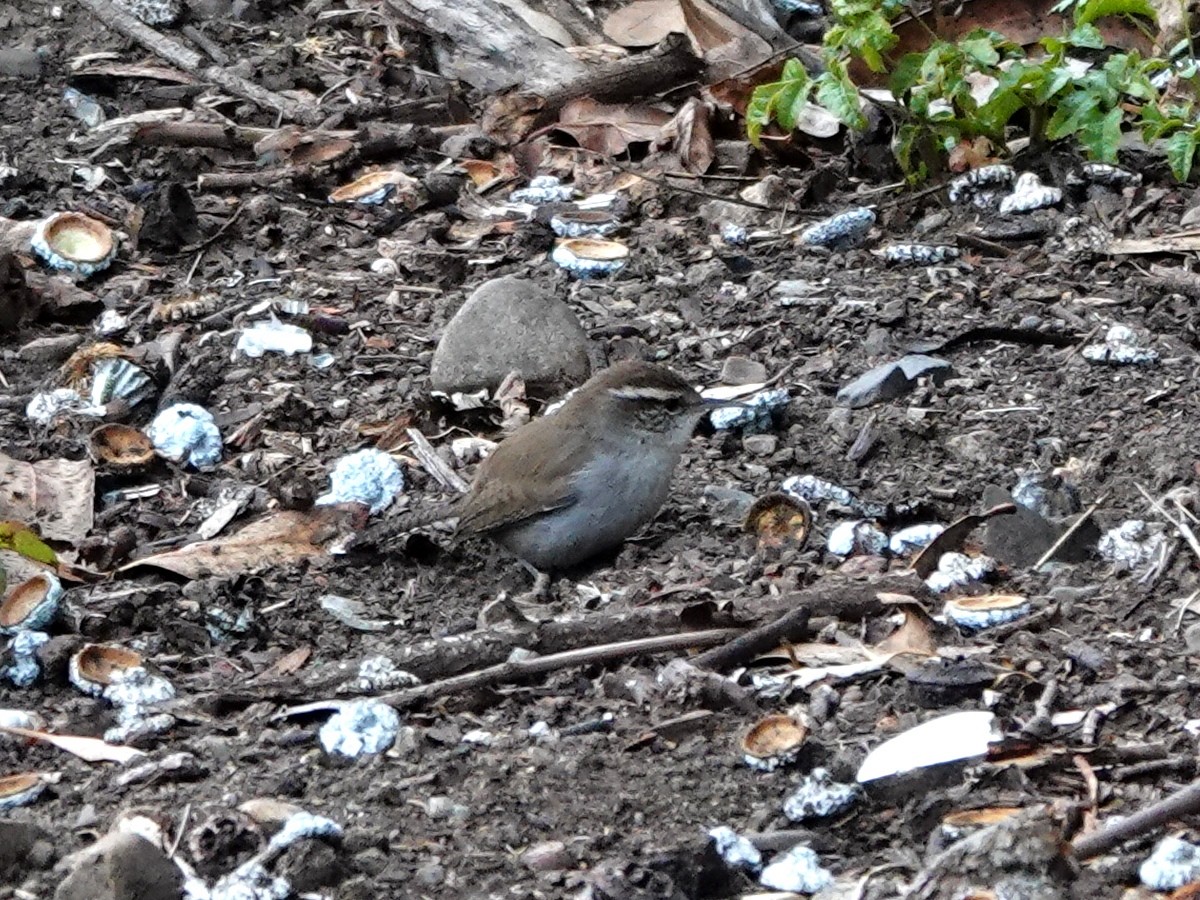 Bewick's Wren - ML645119039