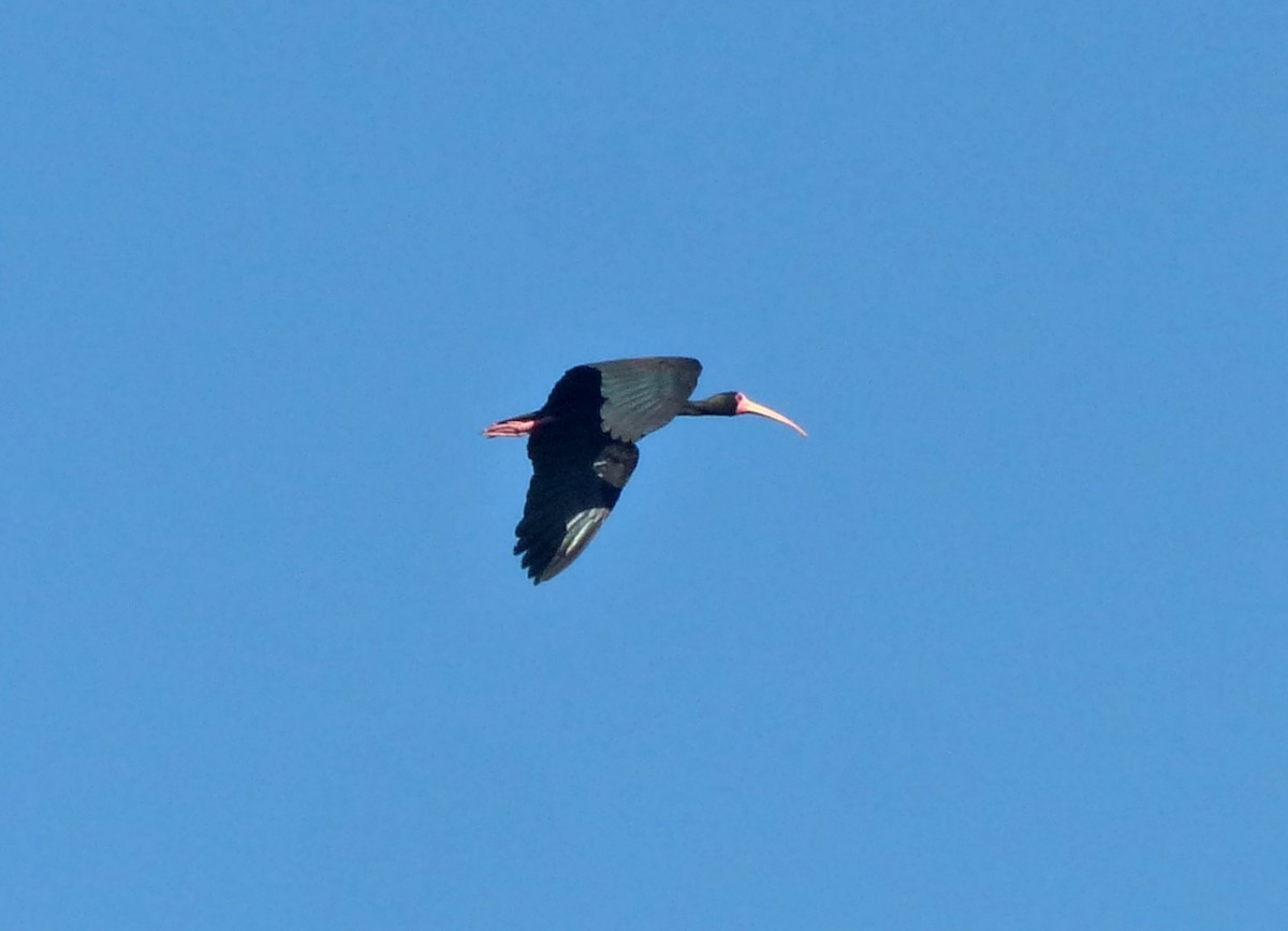 Ibis Afeitado - ML645119045
