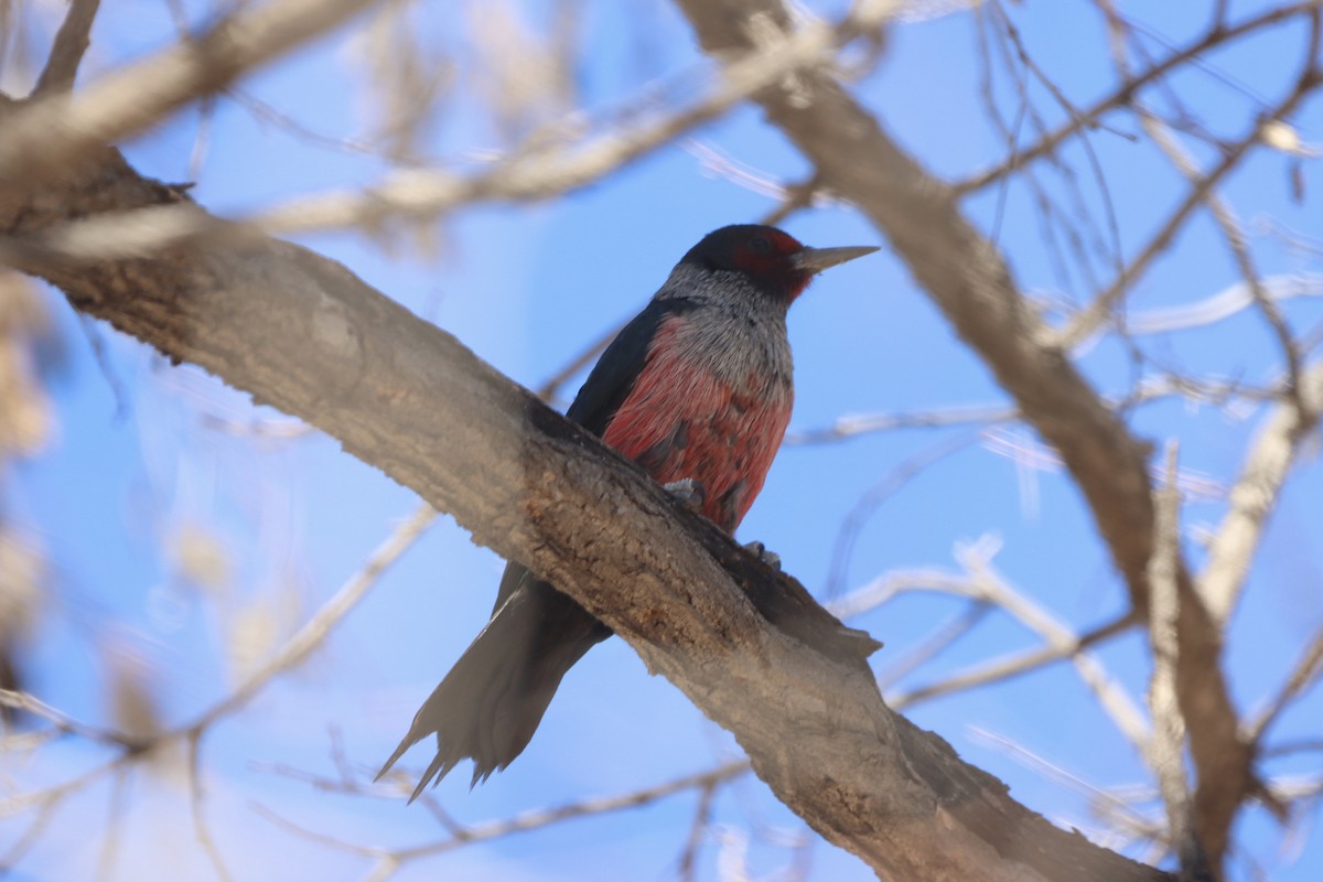 Lewis's Woodpecker - ML645119063