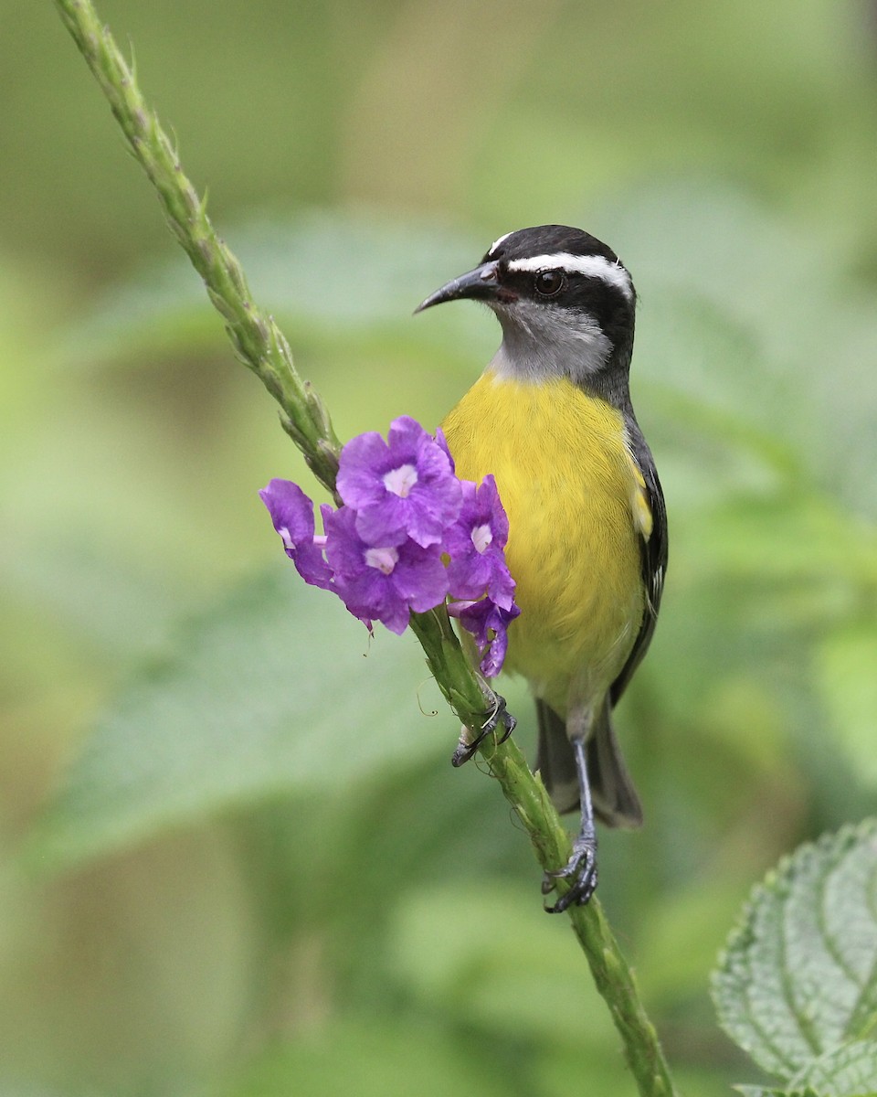 Sucrier à ventre jaune - ML645119065