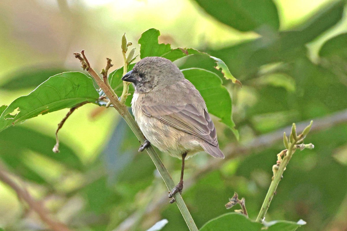 Small Tree-Finch - ML645119071