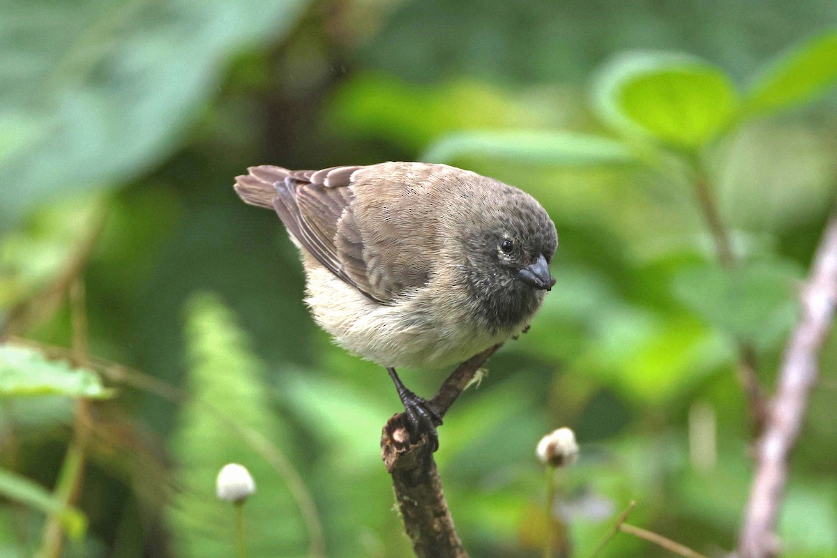 Small Tree-Finch - ML645119072
