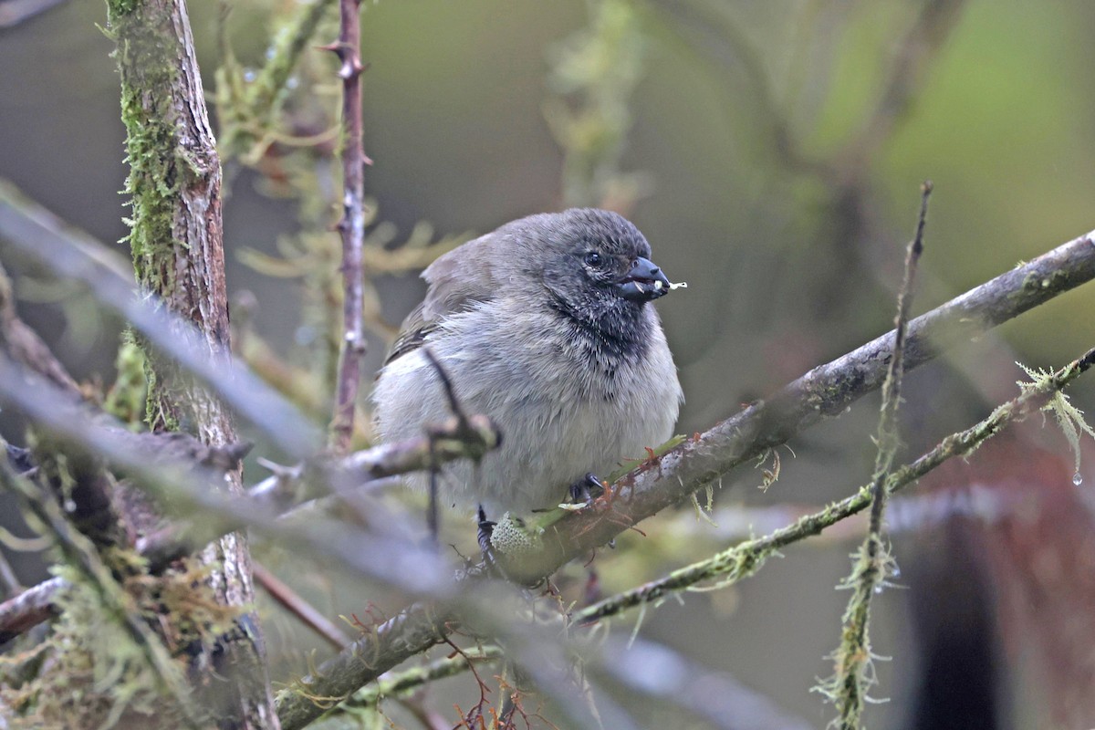Small Tree-Finch - ML645119073
