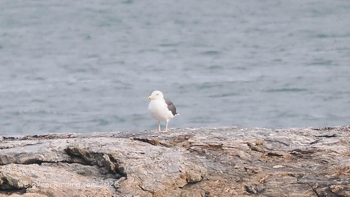 Büyük Kara Sırtlı Martı - ML645119075