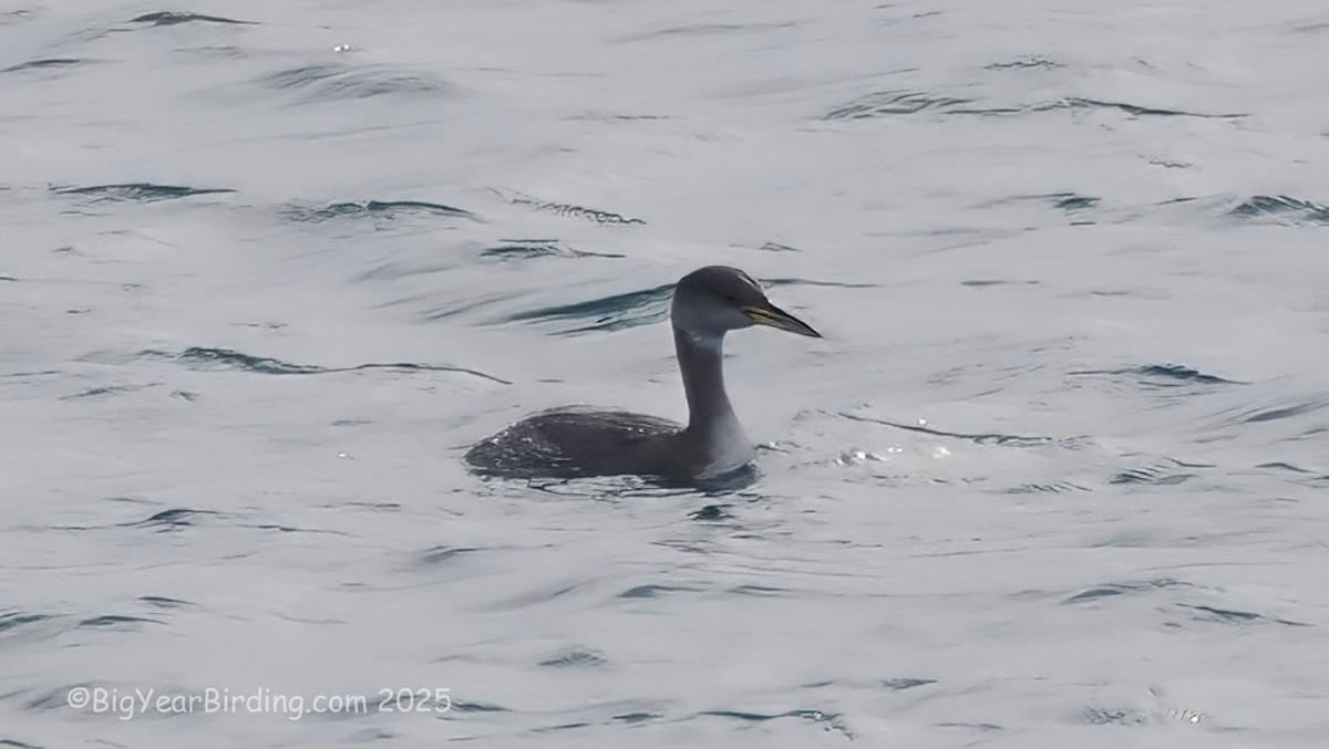 Red-necked Grebe - ML645119083
