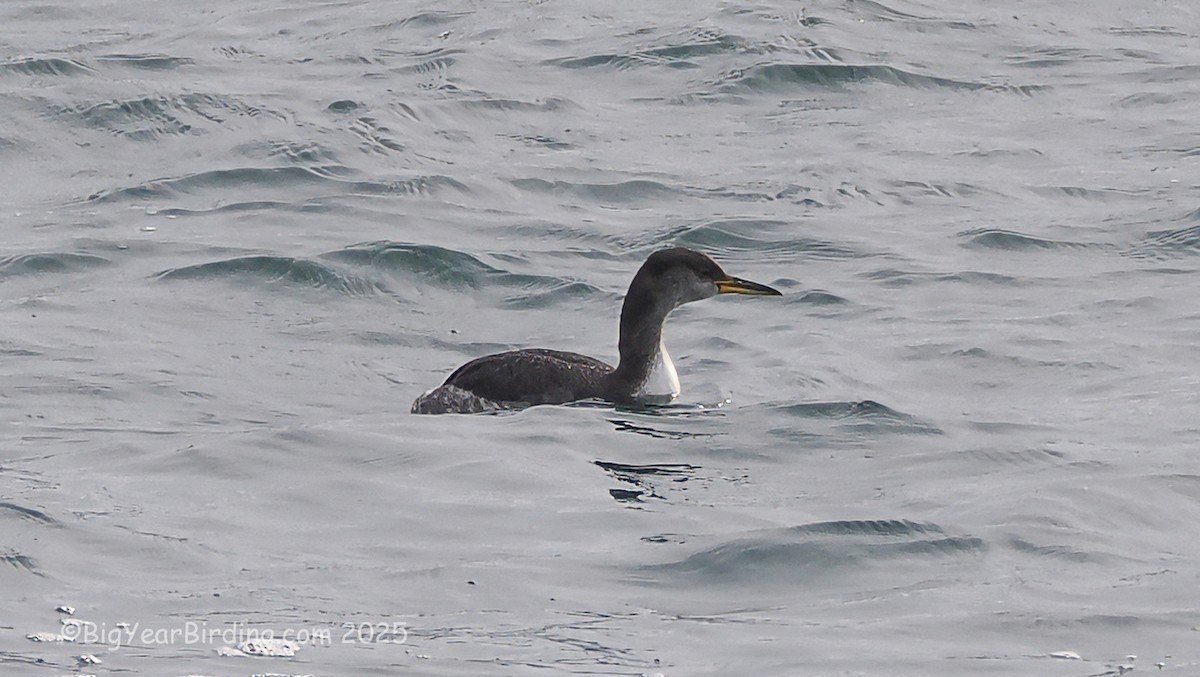 Red-necked Grebe - ML645119084