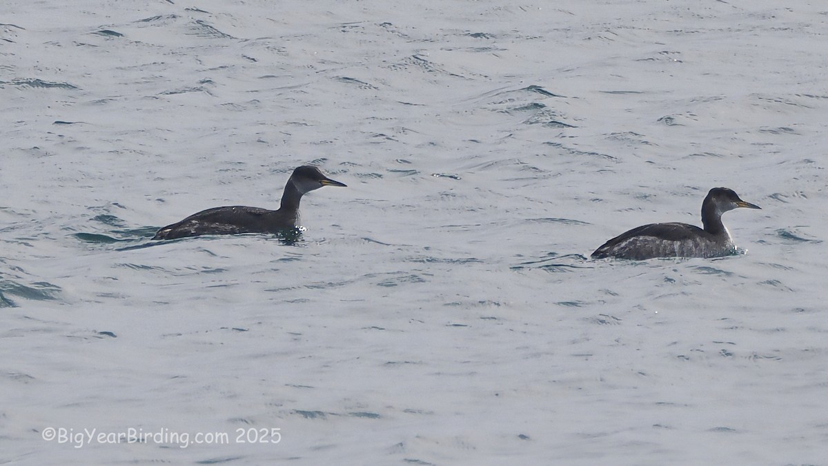 Red-necked Grebe - ML645119085