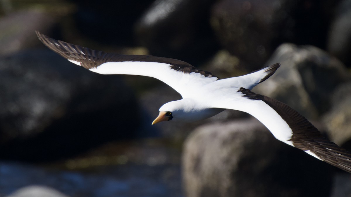 Nazca Booby - ML645119112