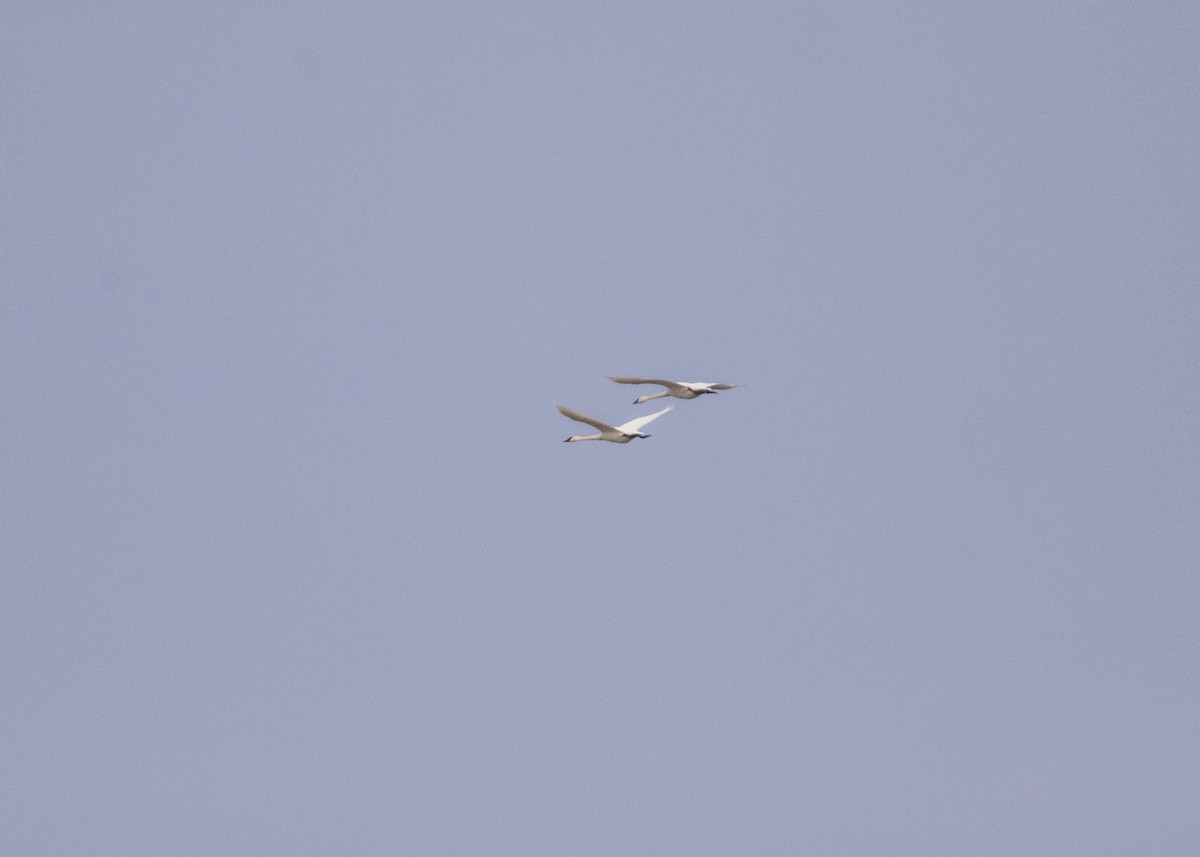 Borazancı/Küçük Kuğu - ML645119119