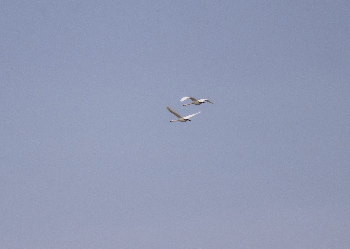 Borazancı/Küçük Kuğu - ML645119120