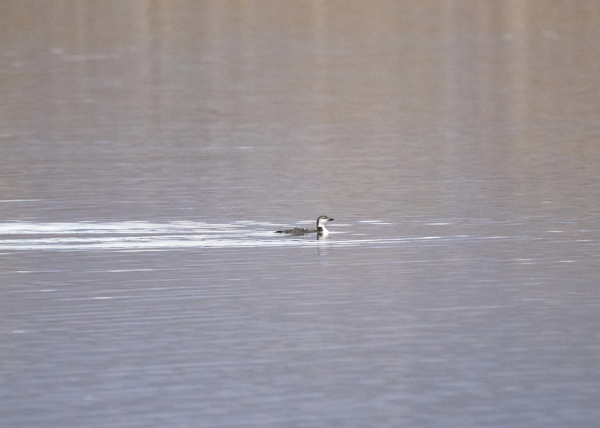 Buz Dalgıcı - ML645119125