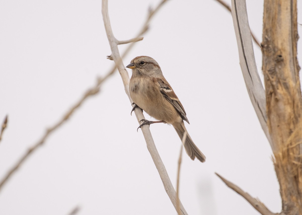 Hudson Körfezi Serçesi - ML645119129