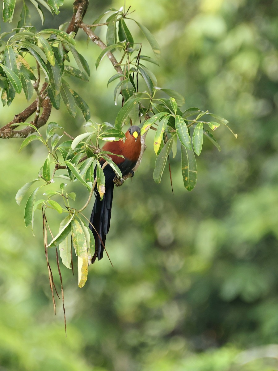 Buntschnabelkuckuck - ML645119131