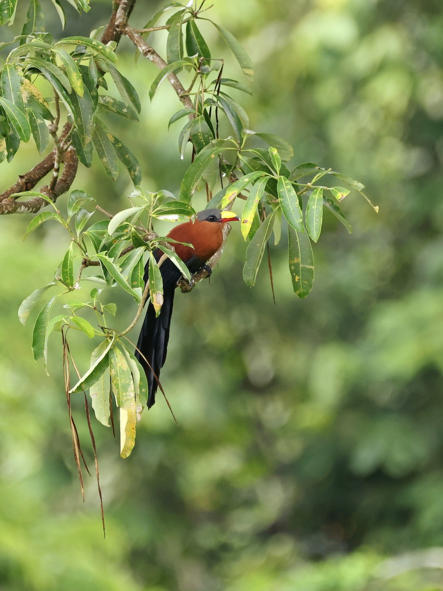 Buntschnabelkuckuck - ML645119132