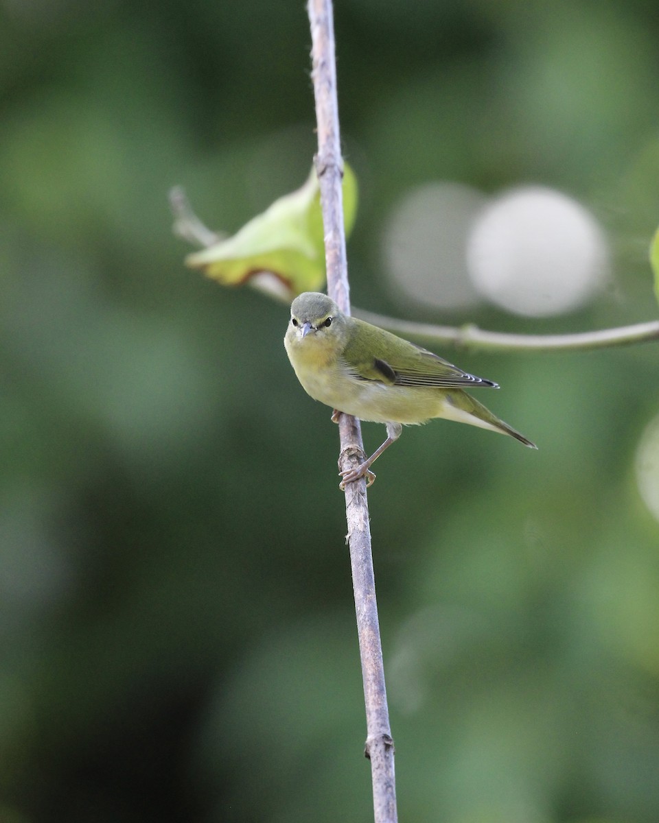 Tennessee Warbler - ML645119133