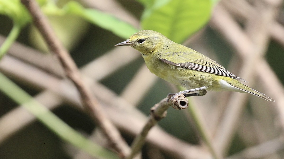 Tennessee Warbler - ML645119134
