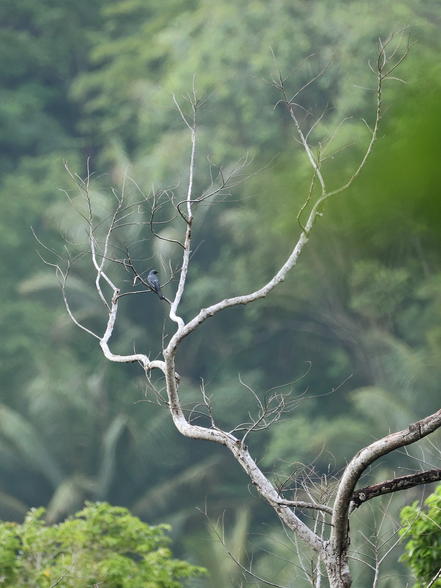 Sulawesi Cicadabird - ML645119155