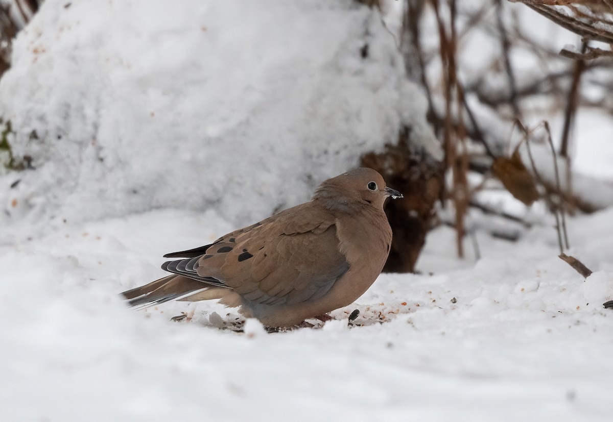 hrdlička karolínská - ML645119195